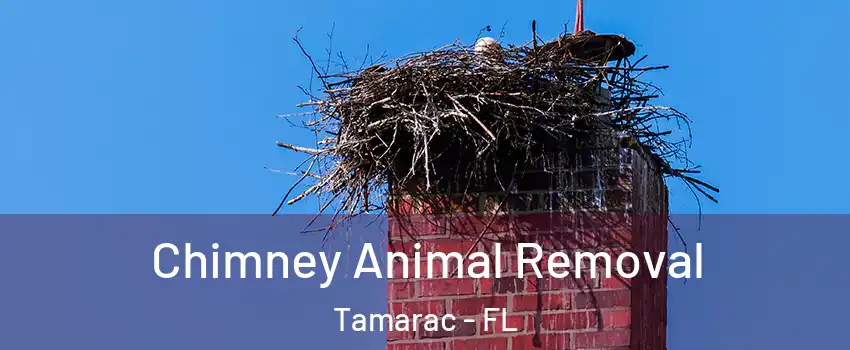 Chimney Animal Removal Tamarac - FL